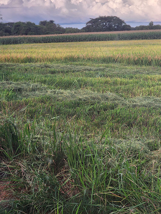 Harvesting of rice field. Full image view opens in a new window.